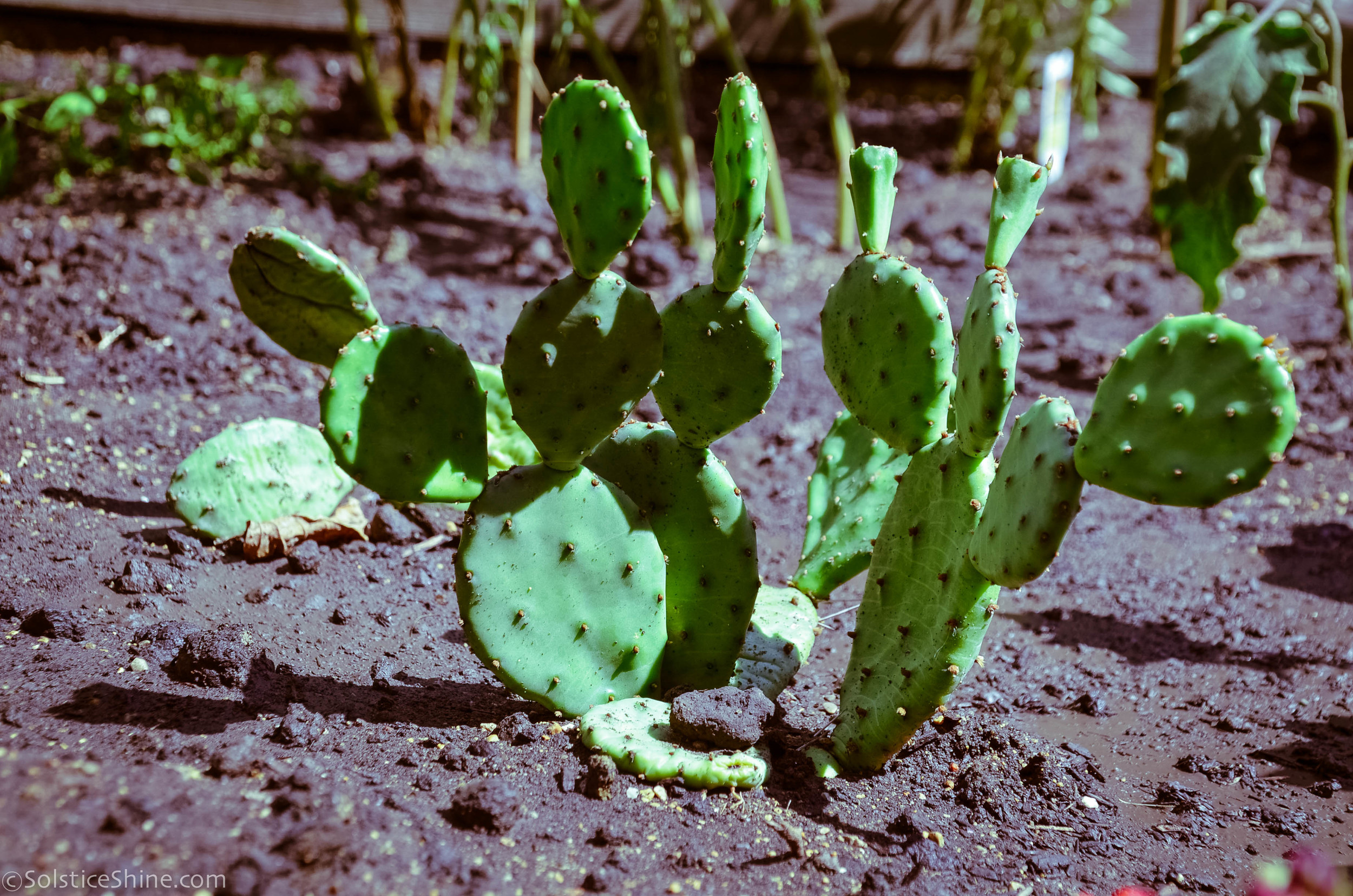 prickly pear cactus (opuntia) — uic heritage garden
