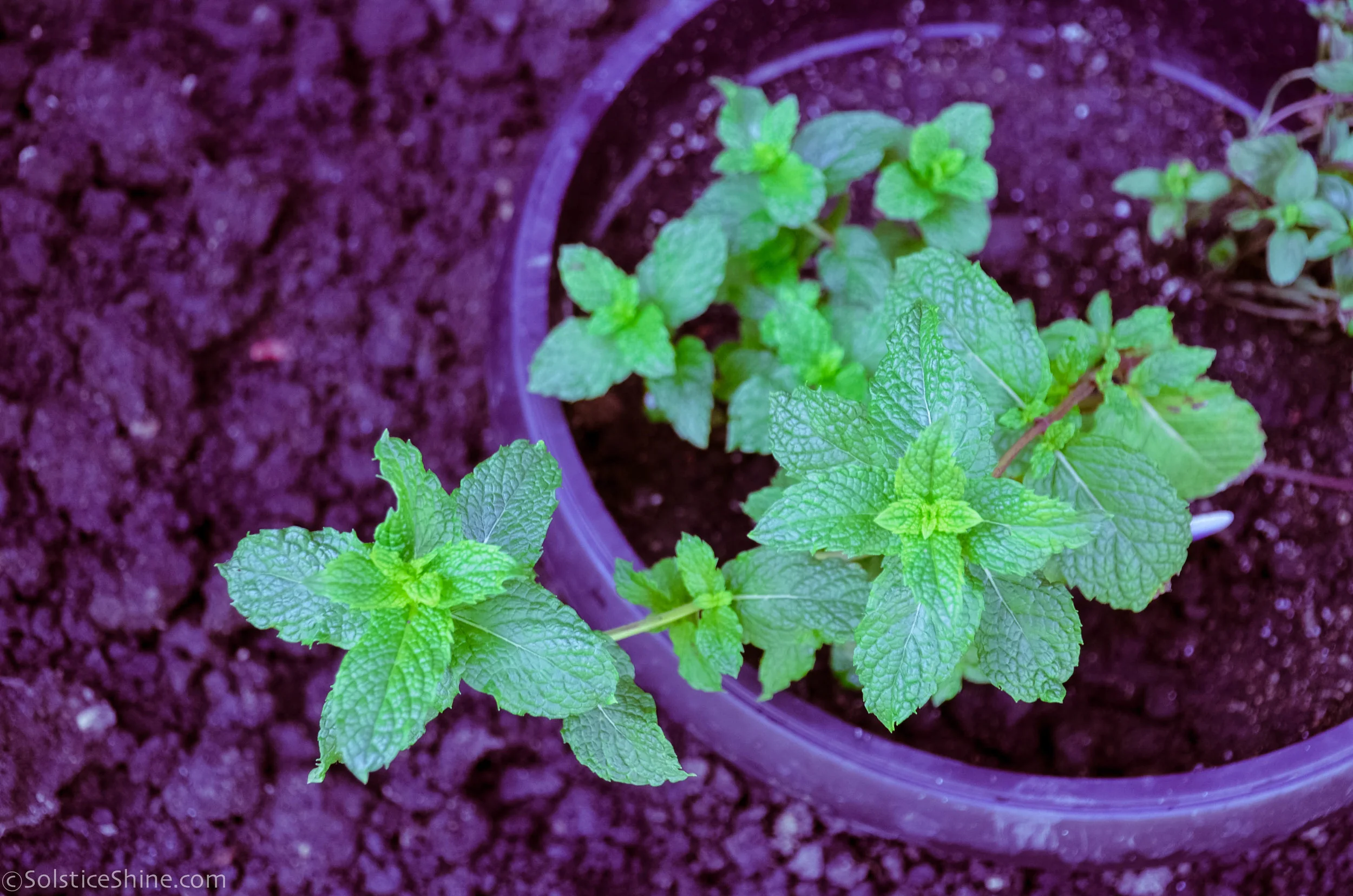 chocolate mint.jpg