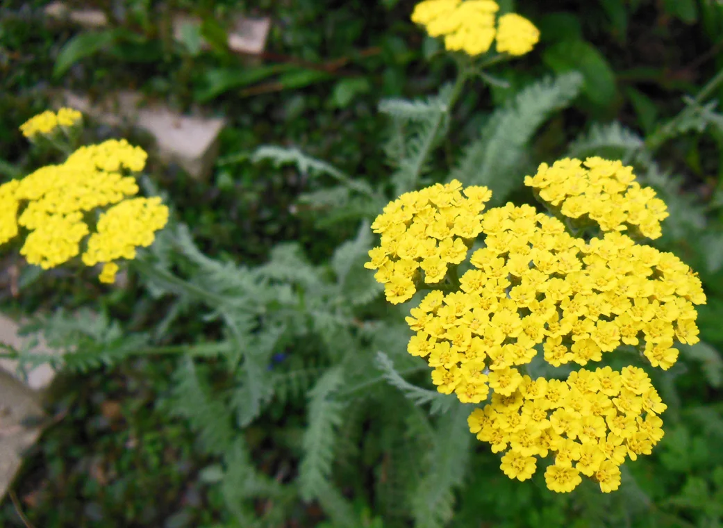 Yarrow-Achillea-Coronation-Gold-.jpg