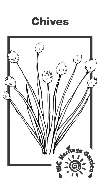 Chives Illustration