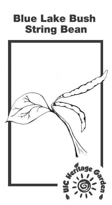 Blue Lake Bush String Bean Illustration