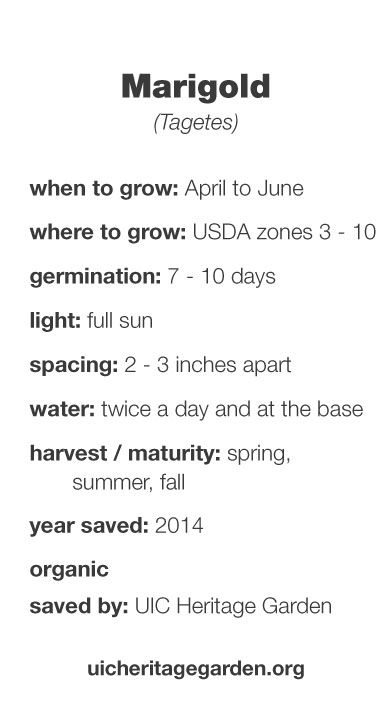 Marigold growing information