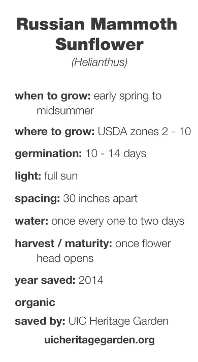 Russian Mammoth Sunflower growing information