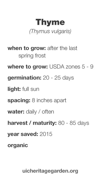 Thyme growing information