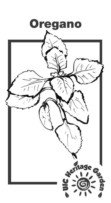 Oregano Illustration