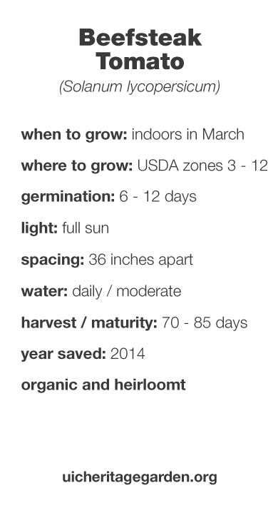 Beefsteak Tomato growing information