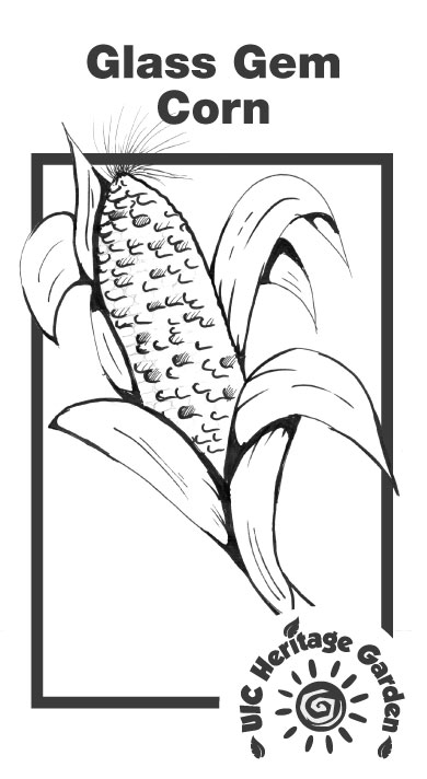 Glass Gem Corn Illustration