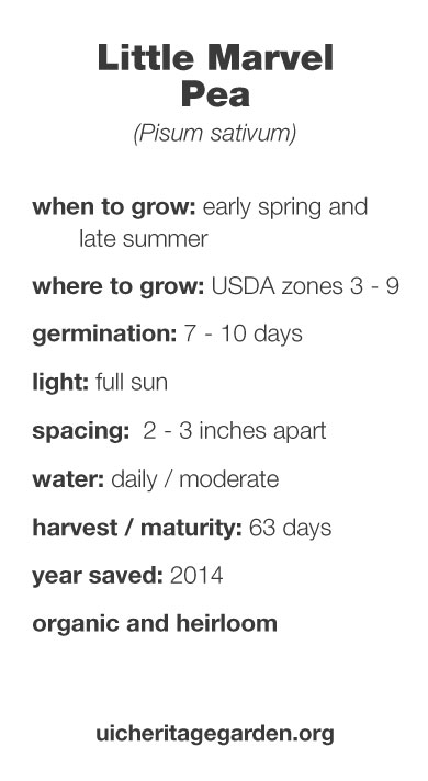 Little Marvel Pea growing information