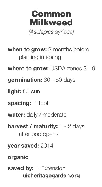 Common Milkweed growing information
