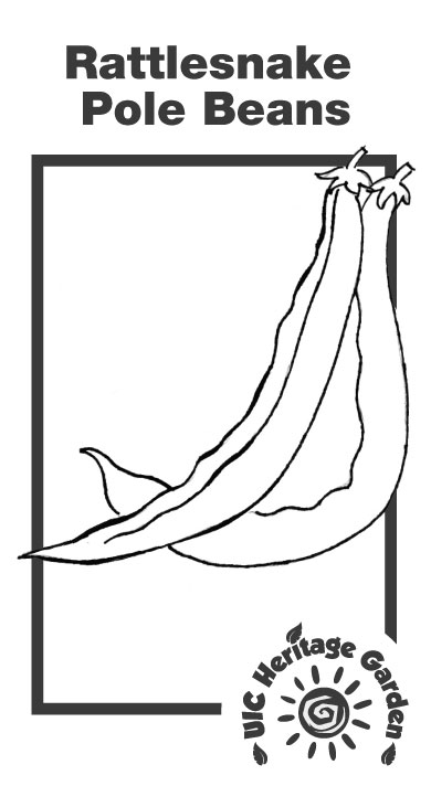 Rattlesnake Pole Beans Illustration