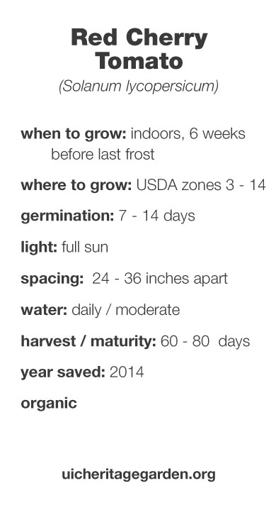 Red Cherry Tomato growing information