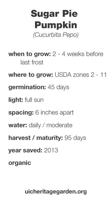 Sugar Pie Pumpkin growing information