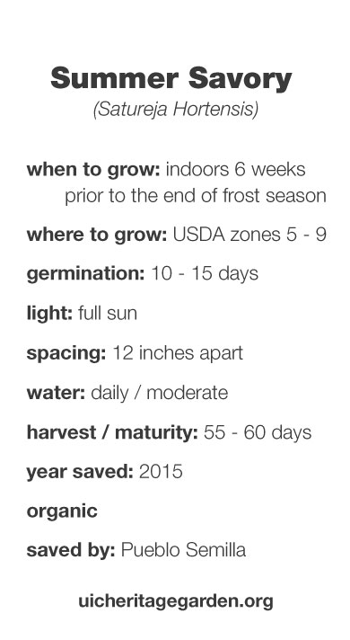 Summer Savory growing information
