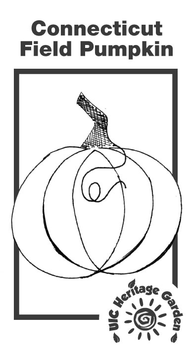 Connecticut Field Pumpkin Illustration