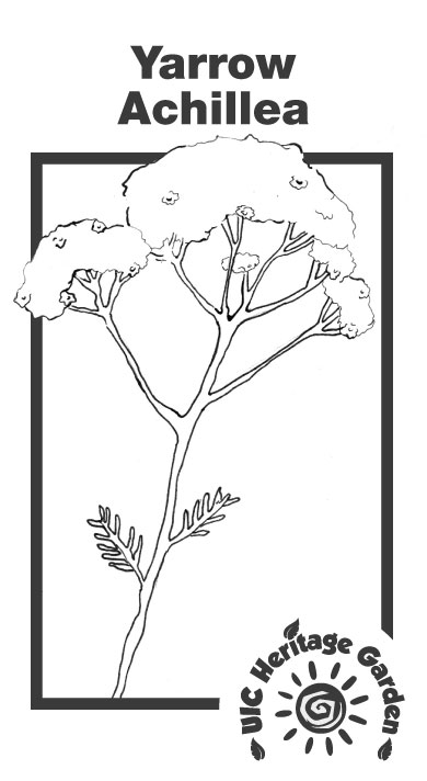 Yarrow Achillea Illustration