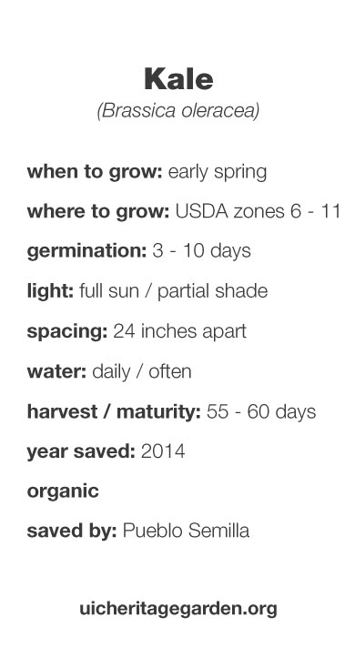 Kale growing information