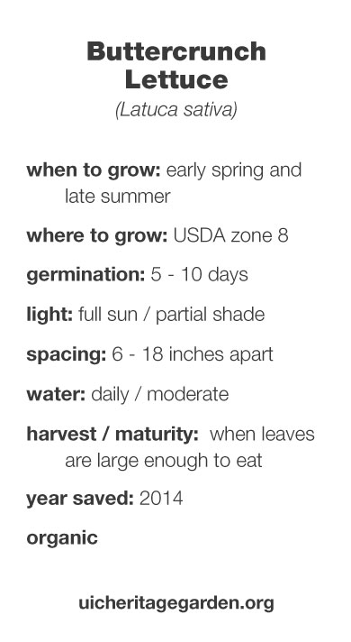 Buttercrunch Lettuce growing information