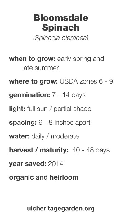 Bloomsdale Spinach growing information