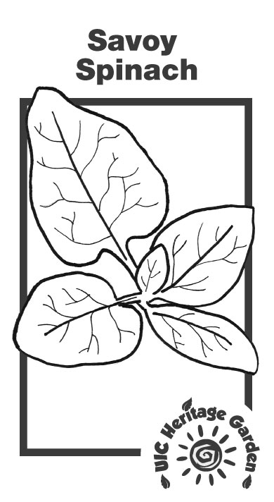 Savoy Spinach Illustration