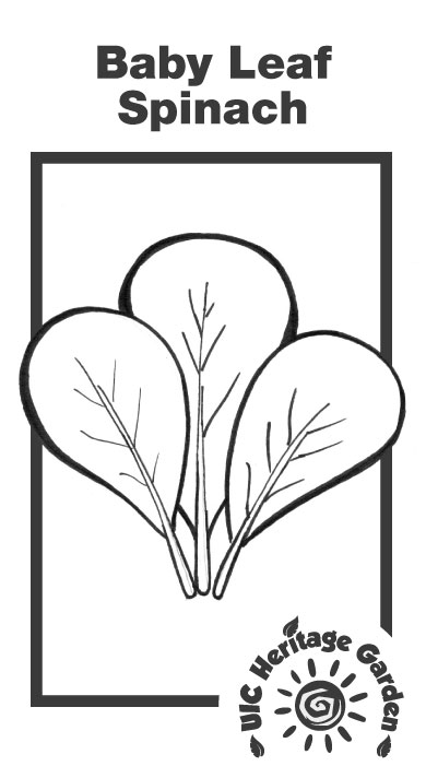 Baby Leaf Spinach Illustration