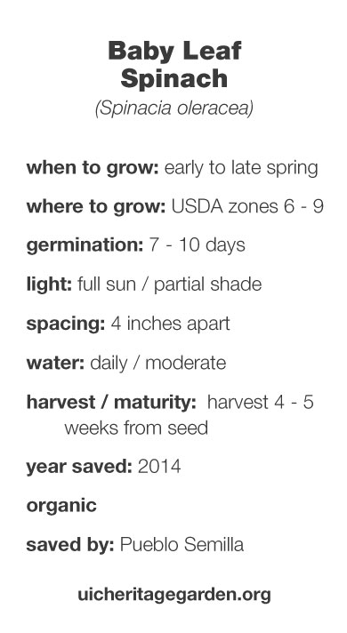 Baby Leaf Spinach growing information