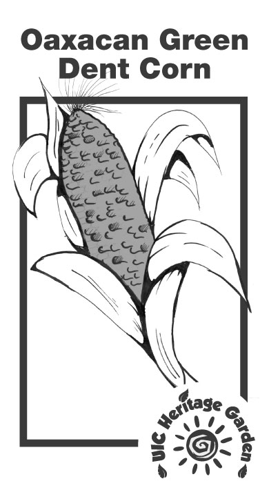 Oaxacan Green Dent Corn Illustration