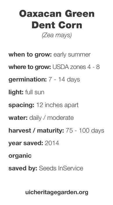 Oaxacan Green Dent Corn growing information