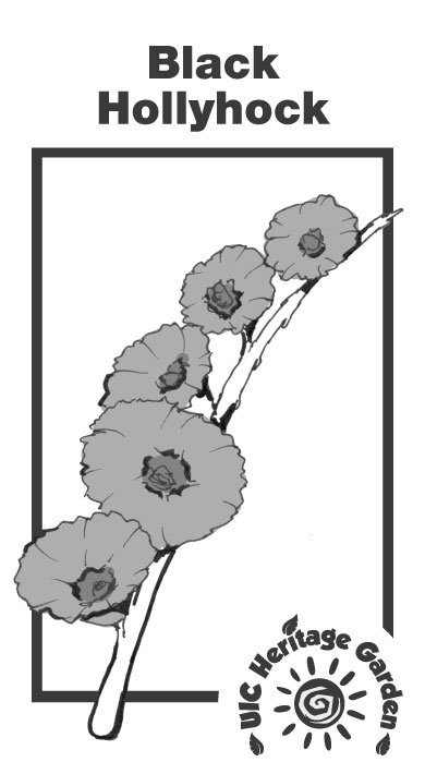 Black Hollyhock Illustration