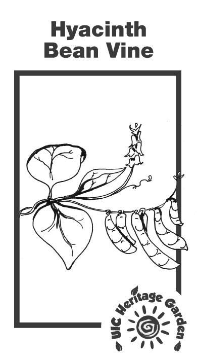 Hyacinth Bean Vine Illustration