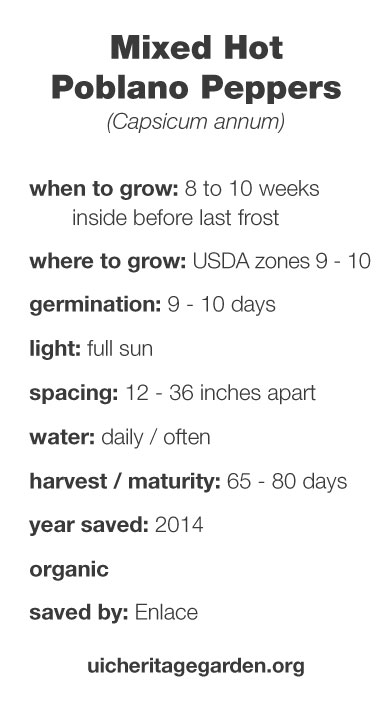 Mixed Hot Poblano Peppers growing information