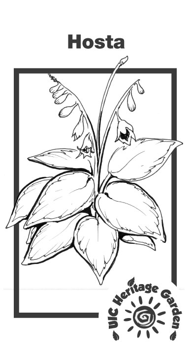 Hosta Illustration