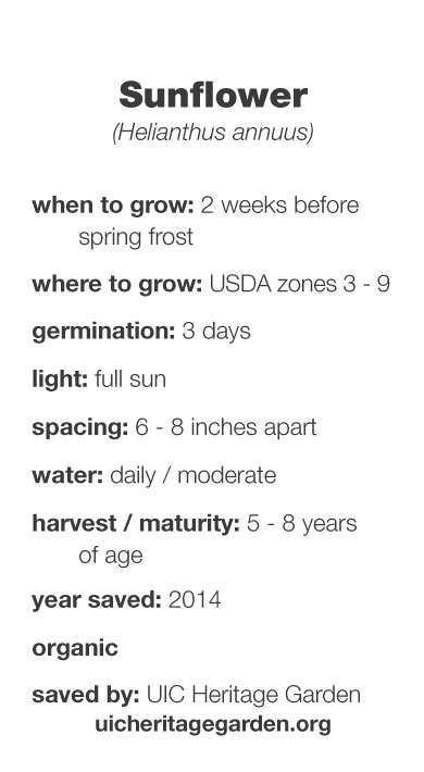 Sunflower growing information