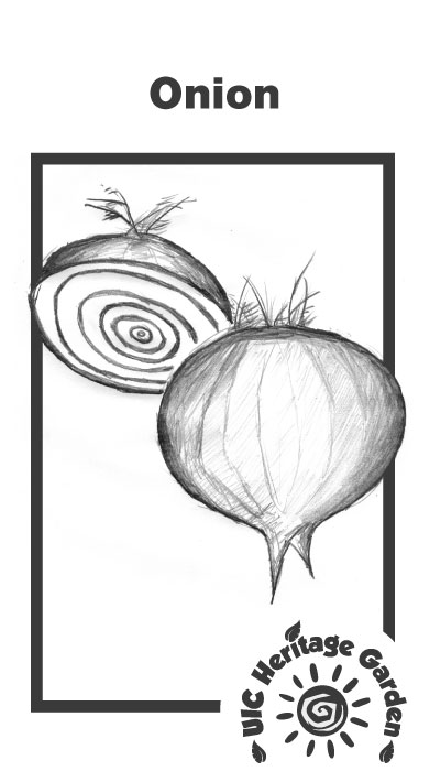 Onion Illustration