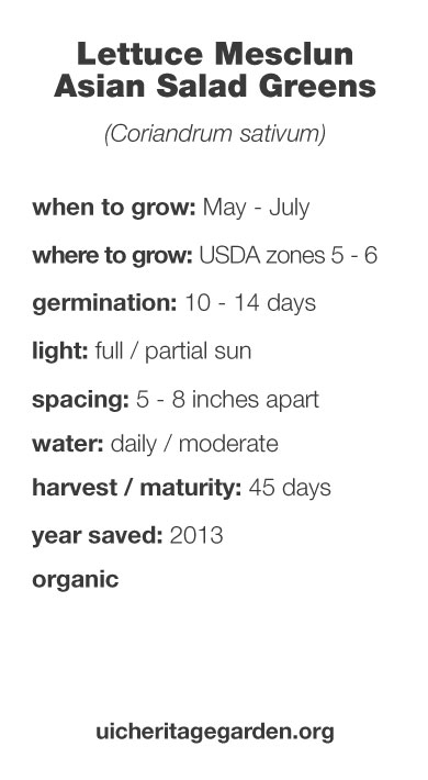 Lettuce Mesclun Asian Salad Greens growing information