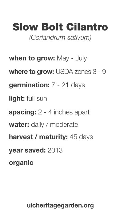 Slow Bolt Cilantro growing information