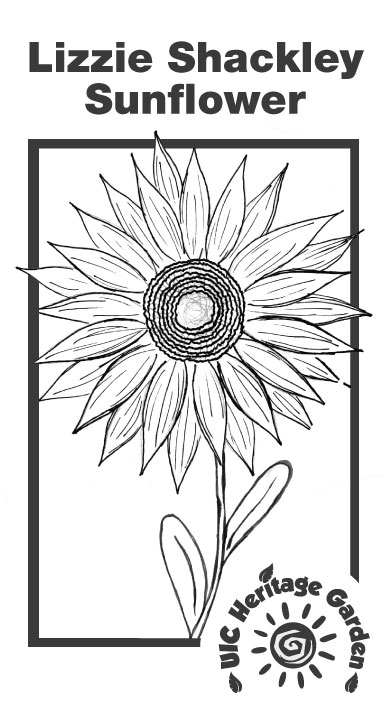 Lizzie Shackley Sunflower Illustration