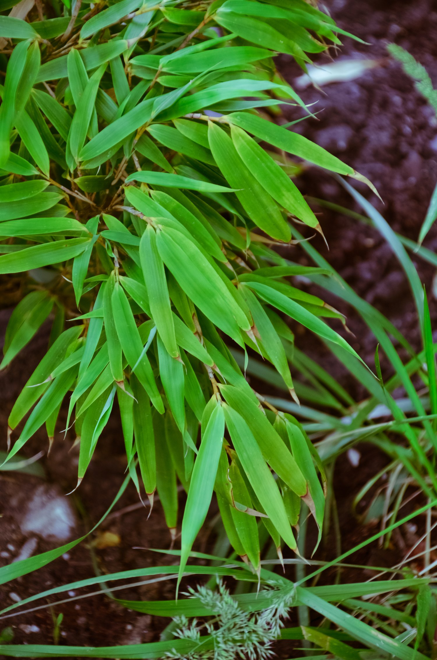 Bamboo Bambusoideae Uic Heritage Garden
