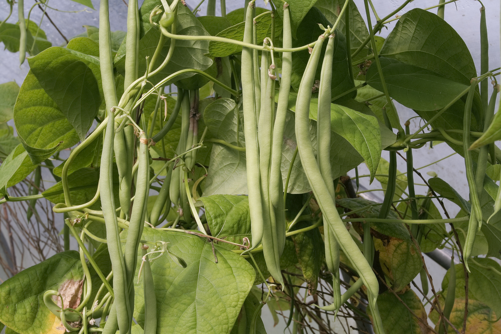 Beans-on-Vine1.jpg