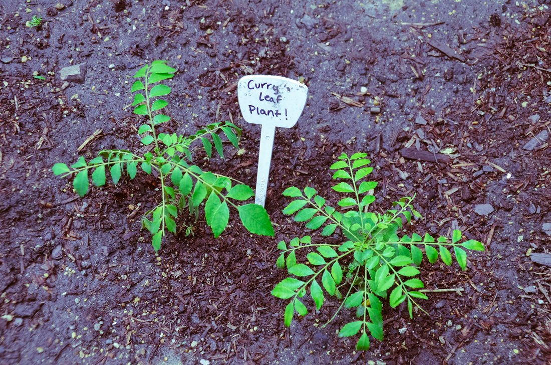Curry Leaf Tree Murraya koenigii — UIC Heritage Garden