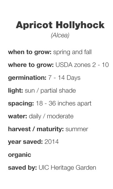 Apricot Hollyhock growing information