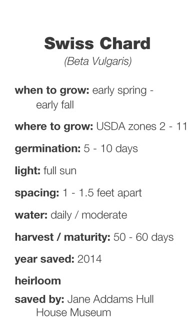 Swill Chard growing information