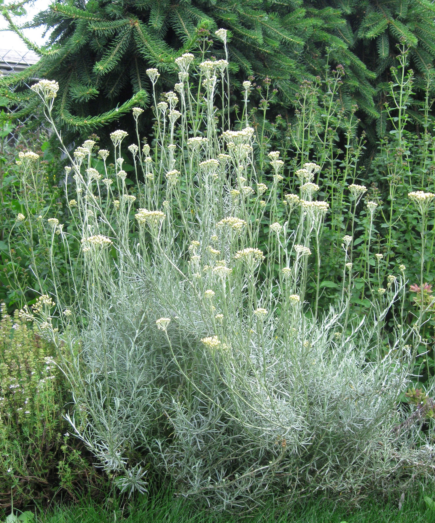 curry plant (helichrysum italicum) — uic heritage garden