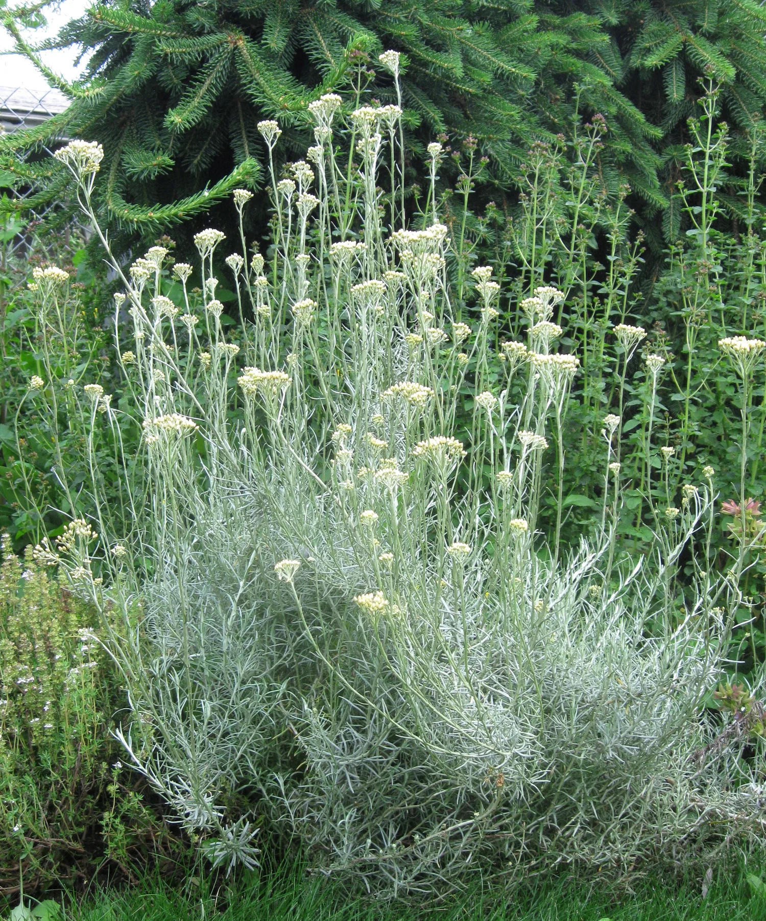 Curry Plant (Helichrysum Italicum) — UIC Heritage Garden Curry Plant (Helichrysum Italicum) — UIC Heritage Garden