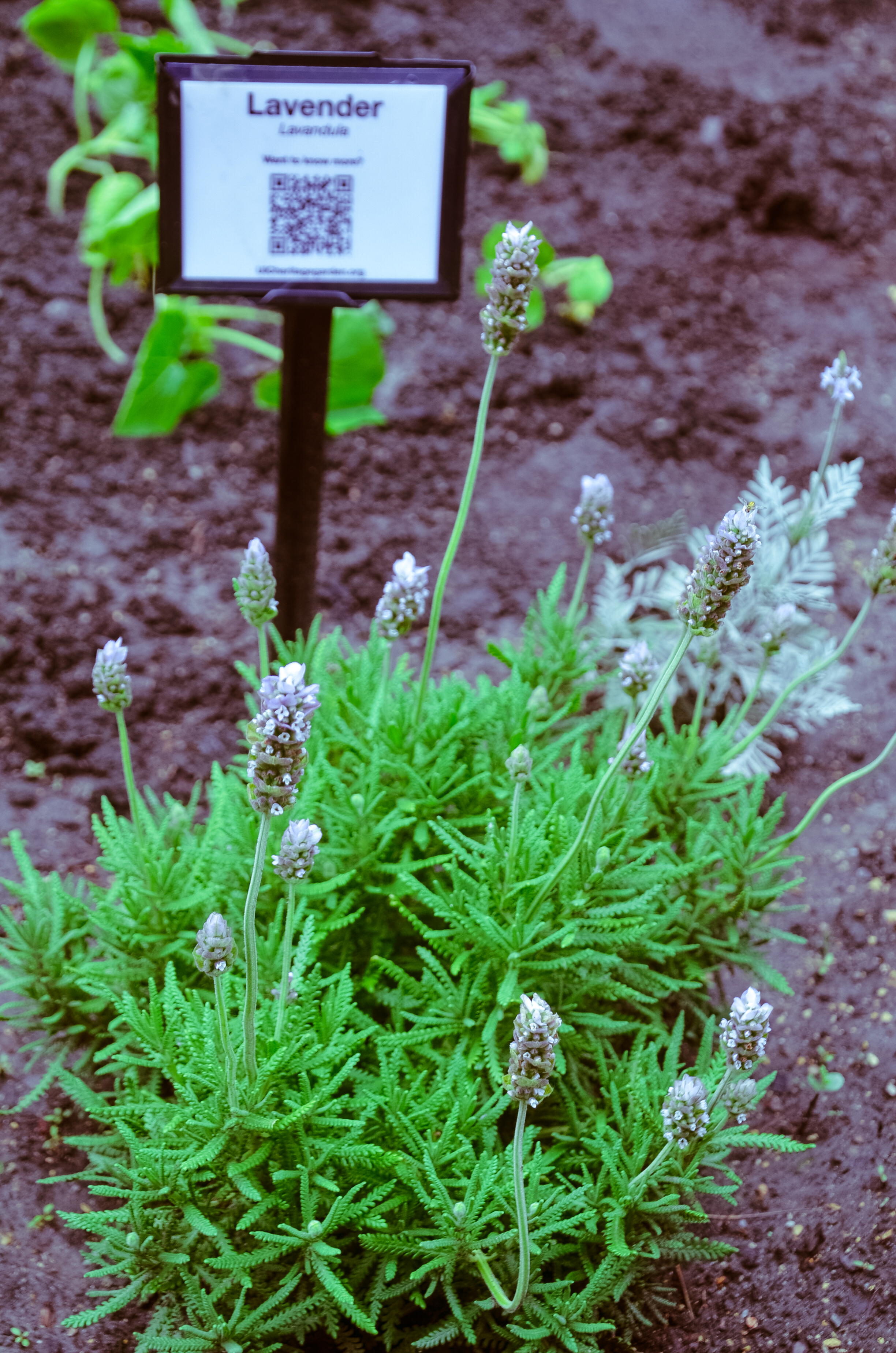 French lavender