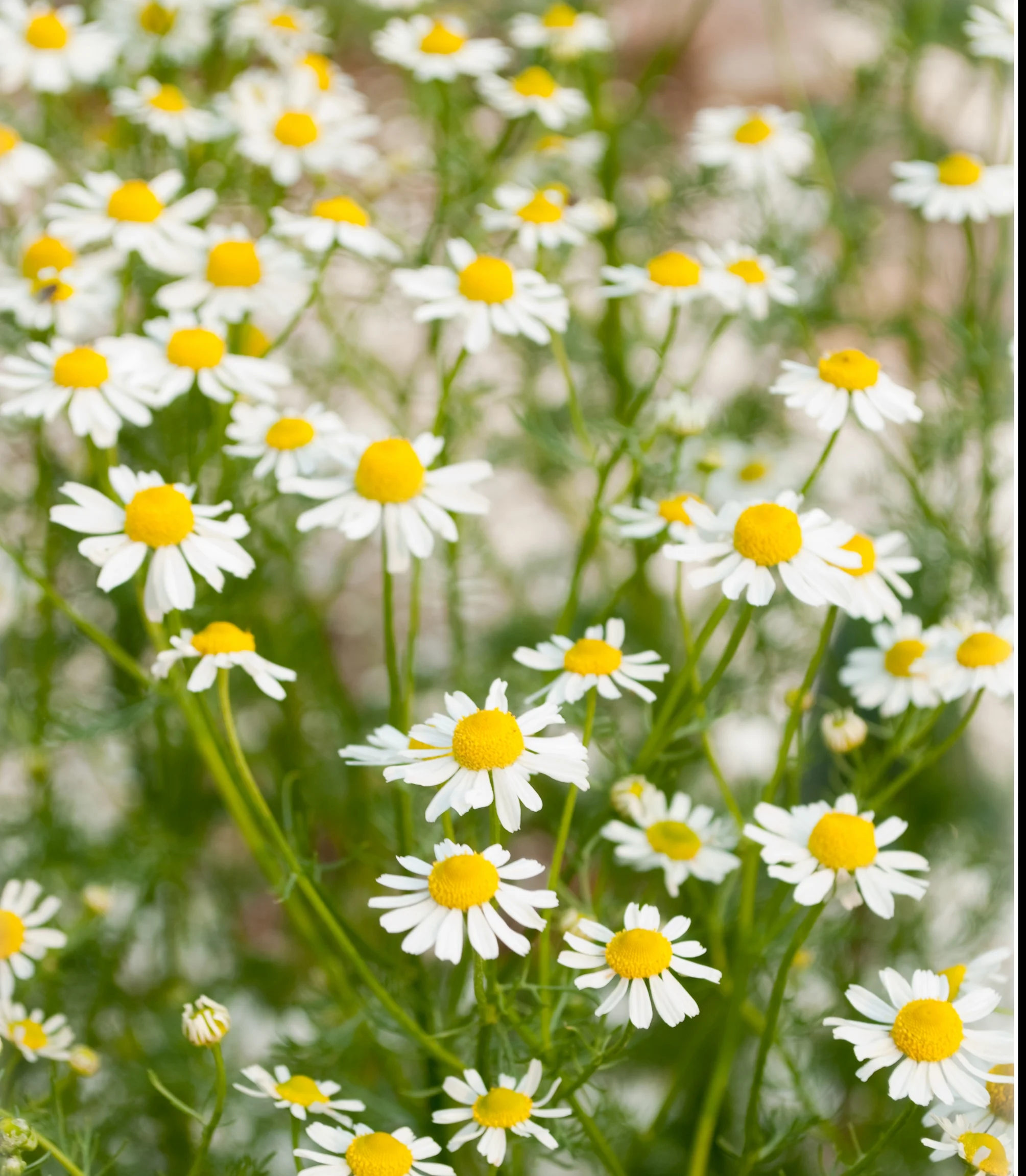 Roman Chamomile Plant