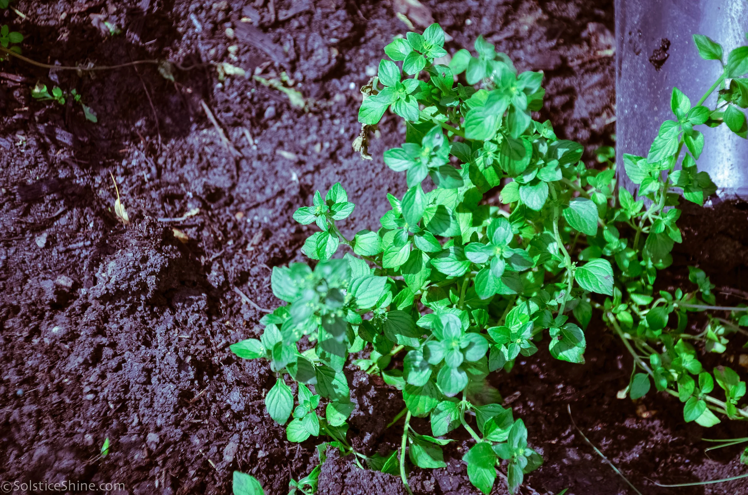 thumbnail image 2 of Spearmint Mint Live Plant (Mentha Spicata) - 4-Inch Pot, Fresh Herb Plant 2 of 13