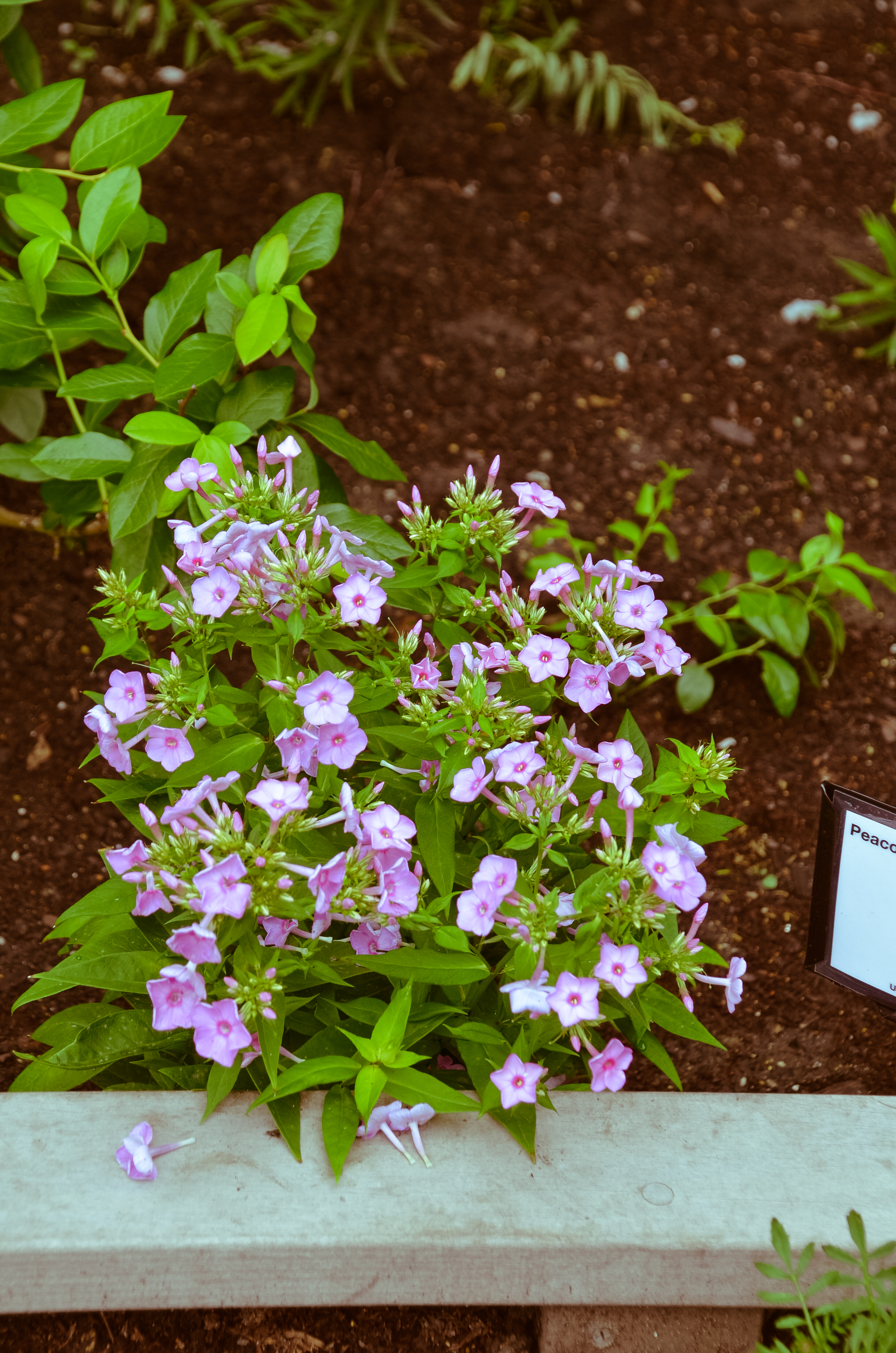 Peacock cherry red phlox