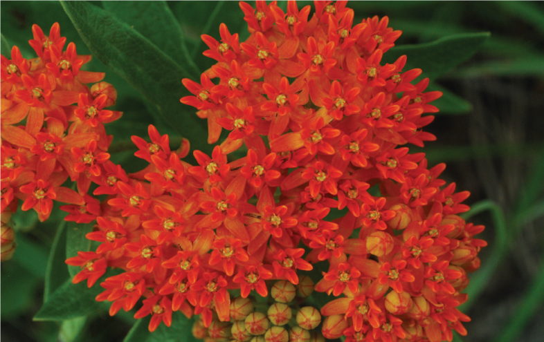 Butterfly Milkweed (Asclepias tuberosa) 