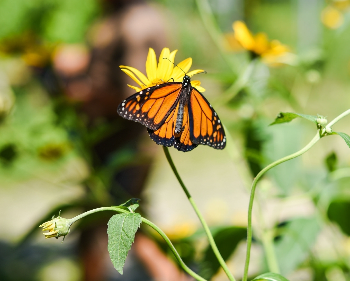 Monarch Butterfly Habitat Fact Sheet