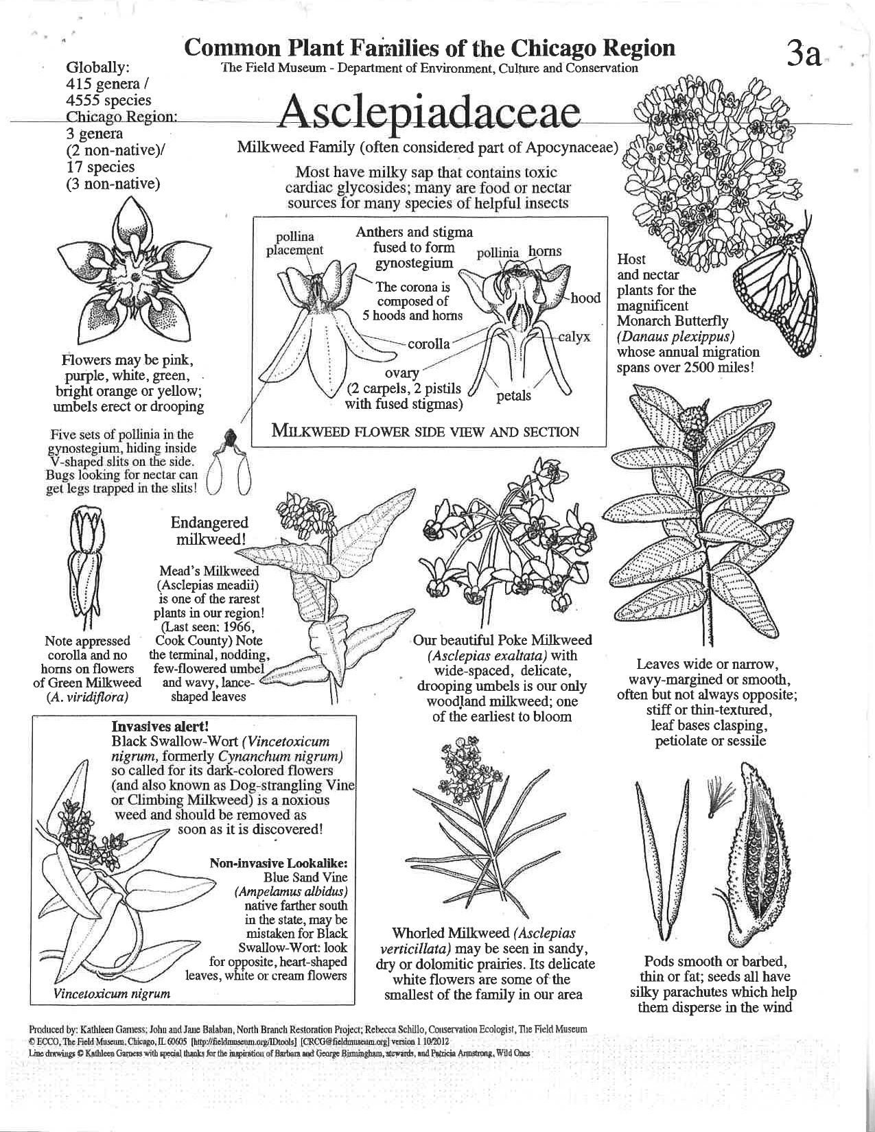 Poster of Common Plant Families of the Chicago Region